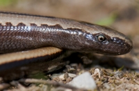 Anguis cephallonica, Doxa