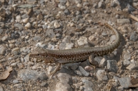 Podarcis muralis, Doxa