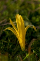 Sternbergia colchiciflora, Aroania