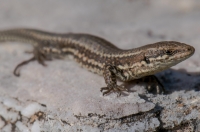 Podarcis muralis, Aroania