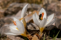 Crocus niveus, Aroania