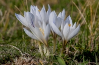 Crocus niveus, Aroania