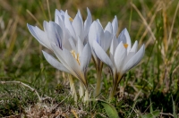 Crocus niveus, Aroania