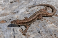 Podarcis muralis, Aroania