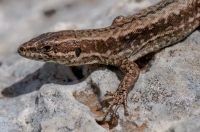 Podarcis muralis, Aroania