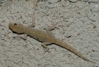 Mediodactylus kotschyi, Sikionas