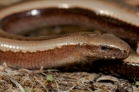 Anguis cephallonica, Sikionas