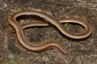 Anguis cephallonica, Sikionas