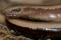 Anguis cephallonica, Sikionas