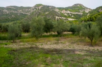 Habitat of Anguis cephallonica, Sikionas