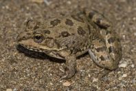 Pelophylax cerigensis, 7 Springs