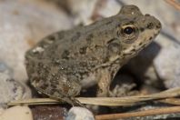 Pelophylax cerigensis, 7 Springs