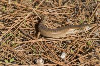 Chalcides ocellatus, Archangelos