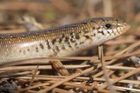 Chalcides ocellatus, Archangelos