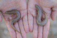 Chalcides ocellatus, Archangelos