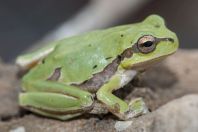 Hyla orientalis, Apolakkia