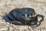 Natrix natrix, melanistic morph