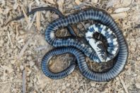 Natrix natrix, melanistic morph