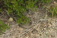 Macrovipera lebetina (schweizeri), Rivari