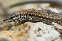 Podarcis milensis, Rivari