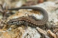 Podarcis milensis, Rivari