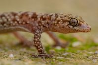 Hemidactylus turcicus, Rivari