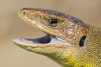 Lacerta trilineata hansschweizeri, Milos