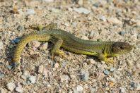 Lacerta trilineata hansschweizeri, Milos