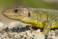 Lacerta trilineata hansschweizeri, Milos