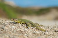 Lacerta trilineata hansschweizeri, Milos