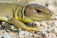 Lacerta trilineata hansschweizeri, Milos
