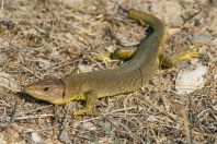 Lacerta trilineata hansschweizeri, Milos