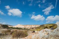 Lacerta trilineata hansschweizeri, Milos