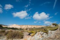 Lacerta trilineata hansschweizeri, Milos