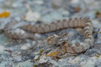 Telescopus fallax, Milos