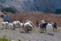 Shepherd, Milos