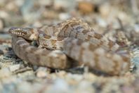 Telescopus fallax, Milos