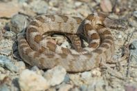 Telescopus fallax, Milos