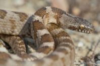 Telescopus fallax, Milos