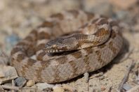 Telescopus fallax, Milos