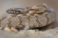 Telescopus fallax, Milos