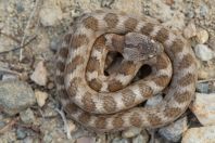 Telescopus fallax, Milos