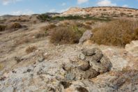 Macrovipera lebetina (schweizeri)