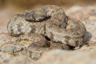 Macrovipera lebetina (schweizeri)