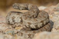 Macrovipera lebetina (schweizeri)