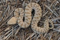 Macrovipera lebetina (schweizeri)