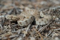 Macrovipera lebetina (schweizeri)