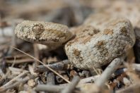 Macrovipera lebetina (schweizeri)
