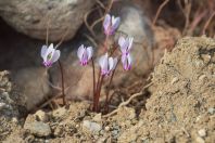 Cyclamen sp., Milos