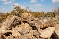 Testudo marginata, Markopoulo